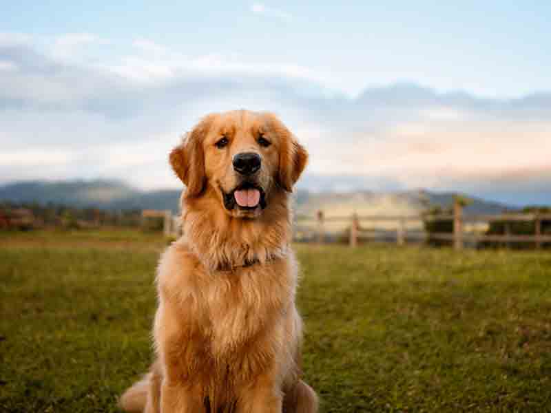 Best Friendliest pets